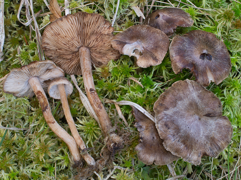 Inocybe subcarpta